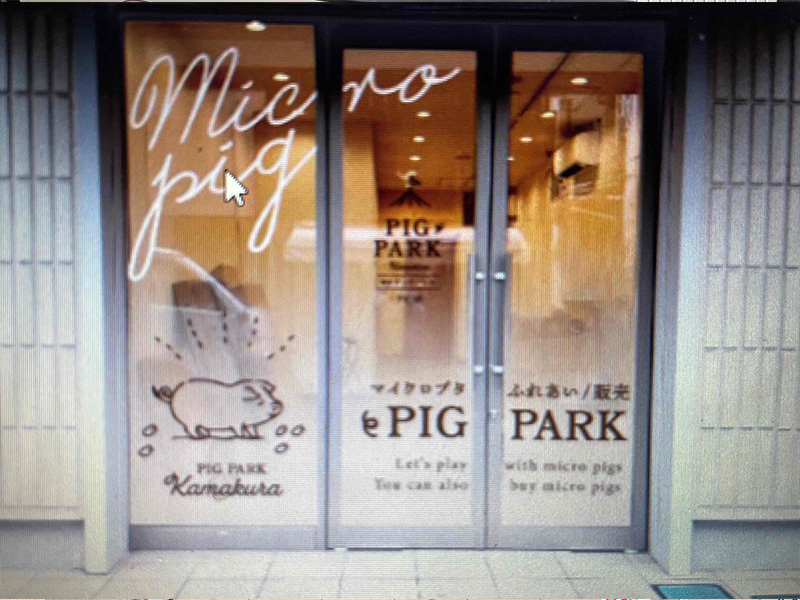 マイクロブタ専門店　鎌倉PIGPARK御成通り店