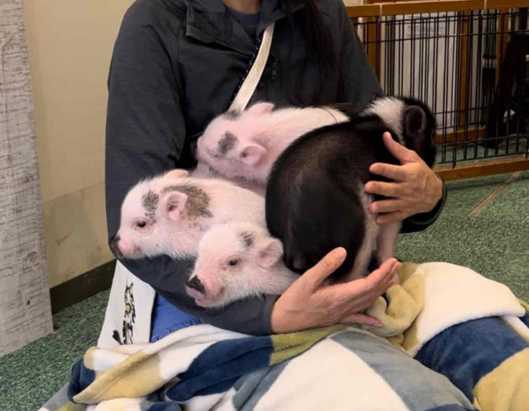 マイクロブタ専門店　鎌倉 PIG PARK小町通店