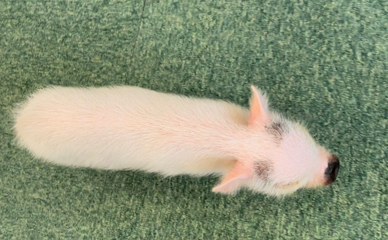 うめ