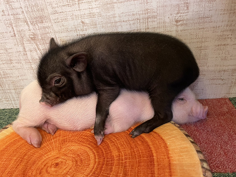 うに