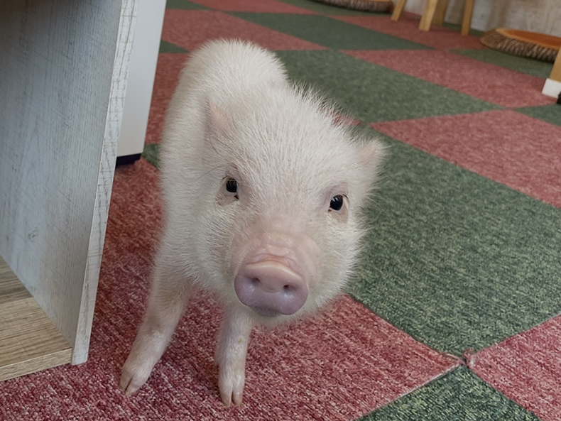 サクラ