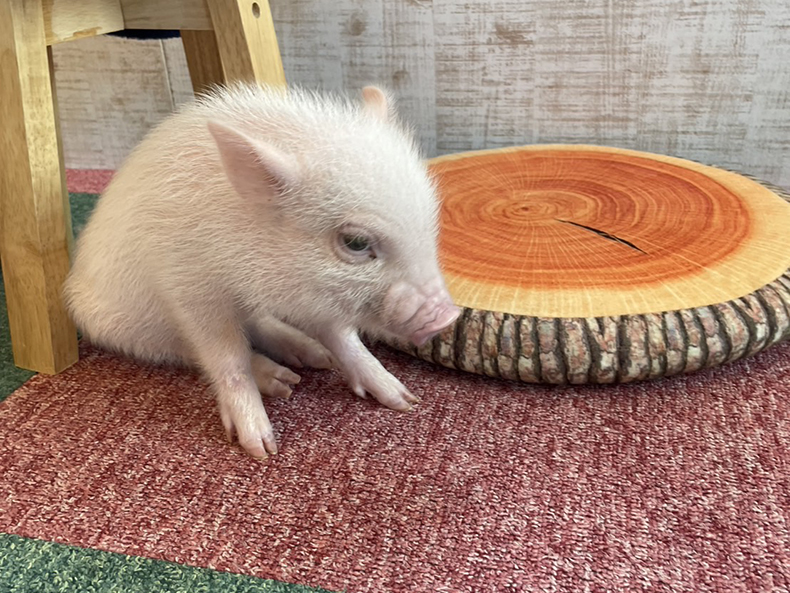 サクラ