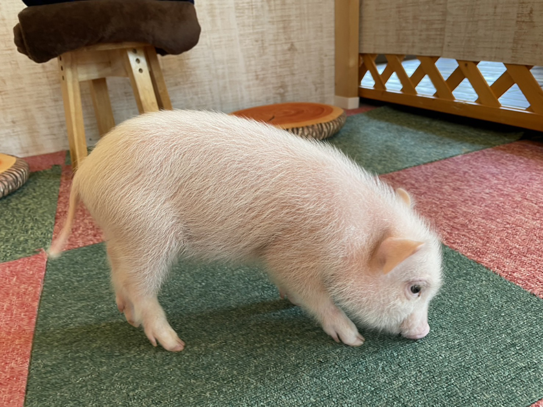サクラ
