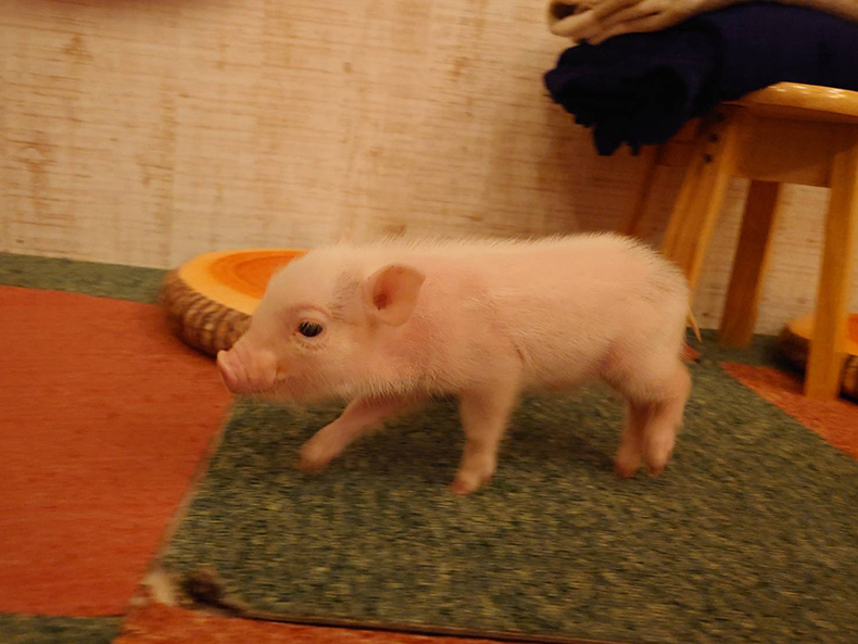 あかつき