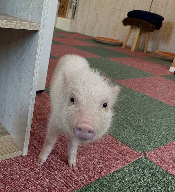 サクラ