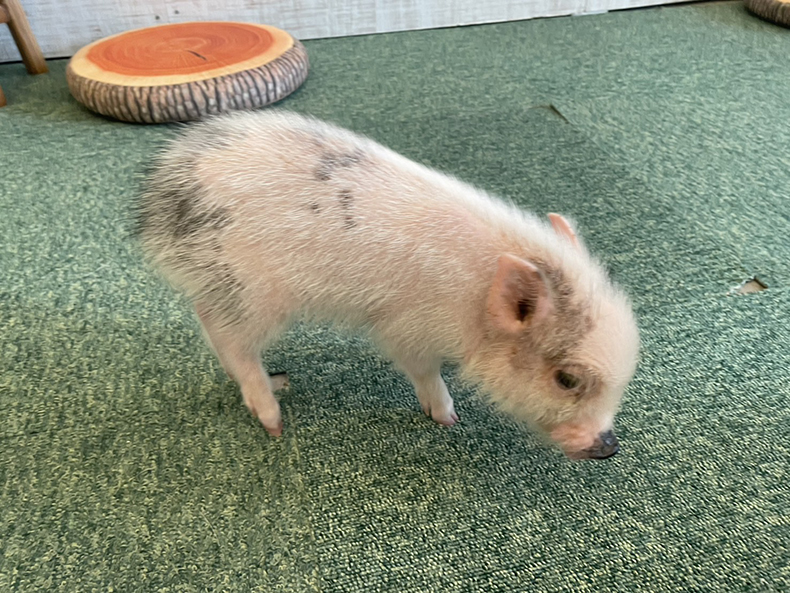ムギ