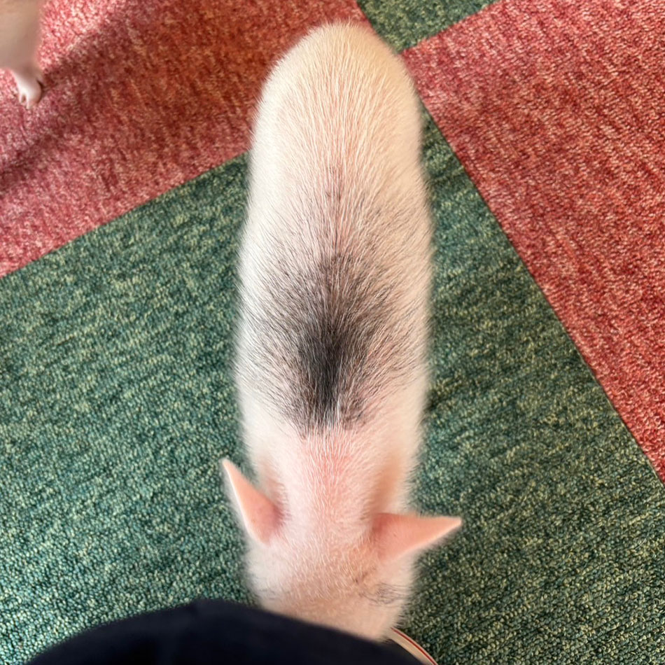 こゆき