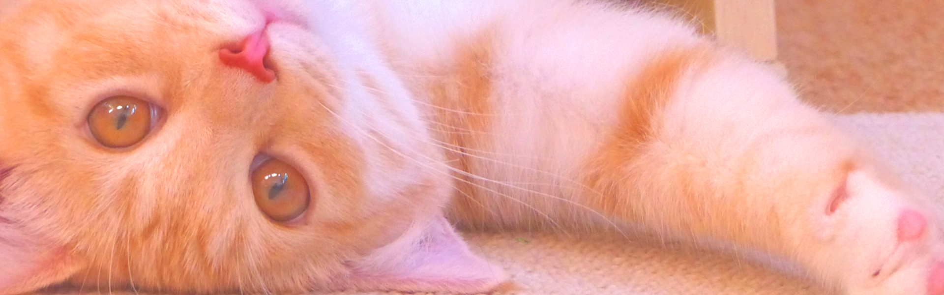 猫豚カフェPIGCAT