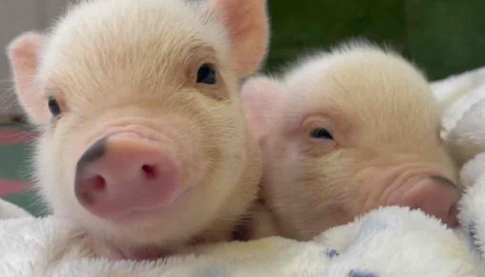 マイクロブタ専門店 鎌倉PIGPARK御成通り店