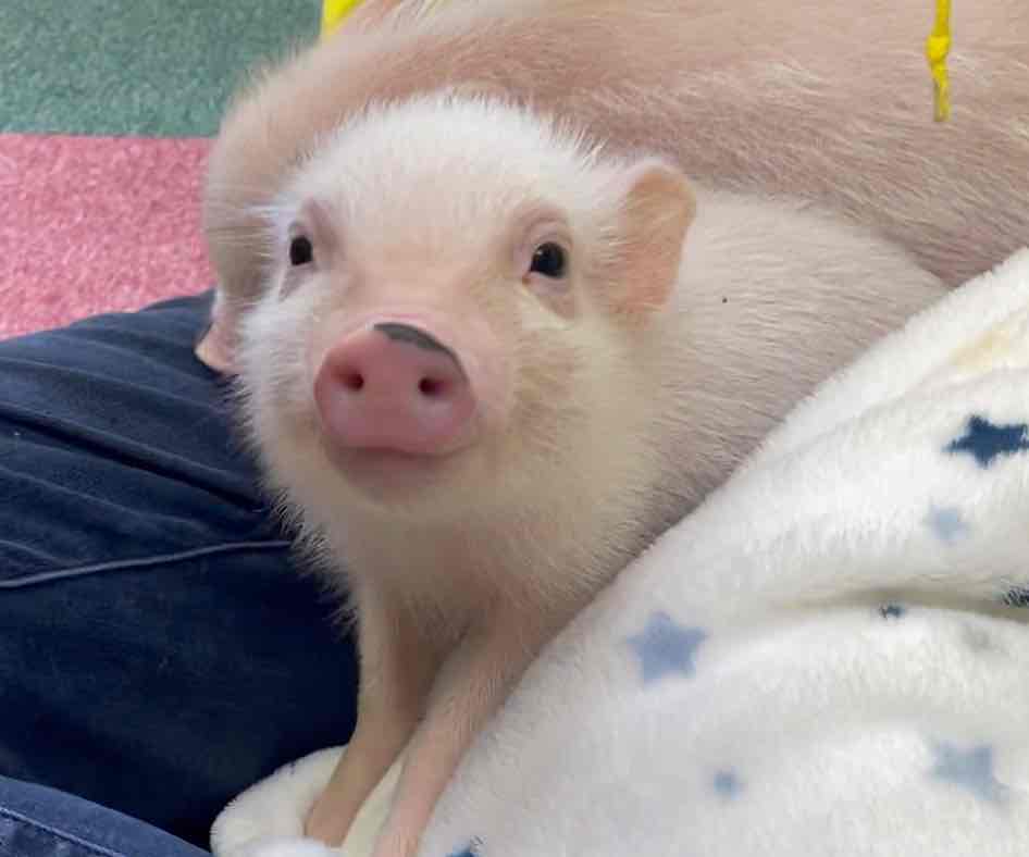 マイクロブタ専門店 鎌倉PIGPARK御成通り店