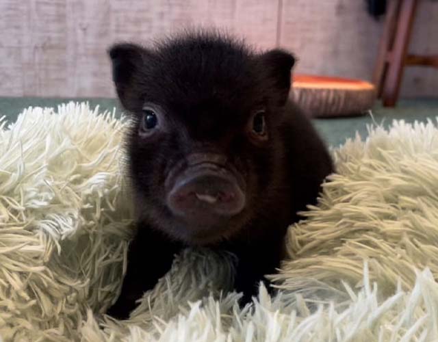 〜黒豚さん専用〜 ぶたに癒やされたい人は神奈川県横浜市の猫豚カフェPIGCATへ